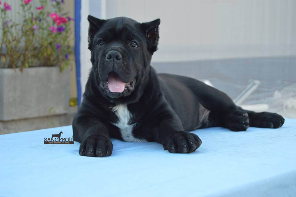 Image of Cane Corso posted on 2022-08-22 04:07:05 from Mumbai